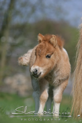 hříbě  shetlandskáho ponyho.
